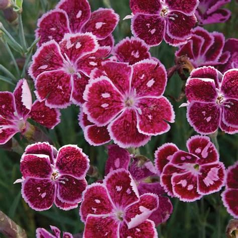 Spring Hill Nurseries Fire And Ice Red Flowering Dianthus Dormant Bare