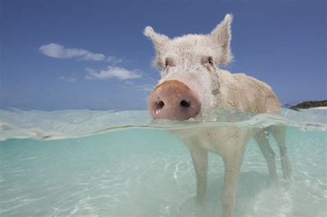 Discover the famous bahamas swimming pigs with our guide to swimming with pigs. Bahamas Swimming Pigs Discovered Dead After Tourists Fed ...