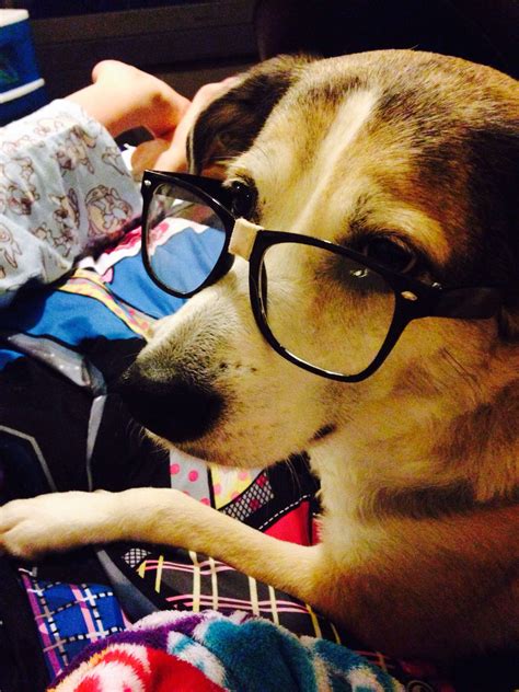 Nerd Dog Disapproves Nerd Dogs Humor