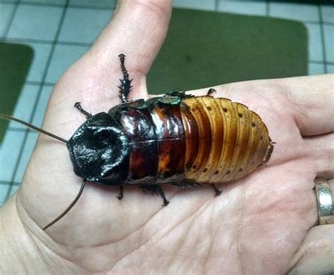The Art Of Darkness Blog Archive Madagascar Hissing Cockroaches As Pets