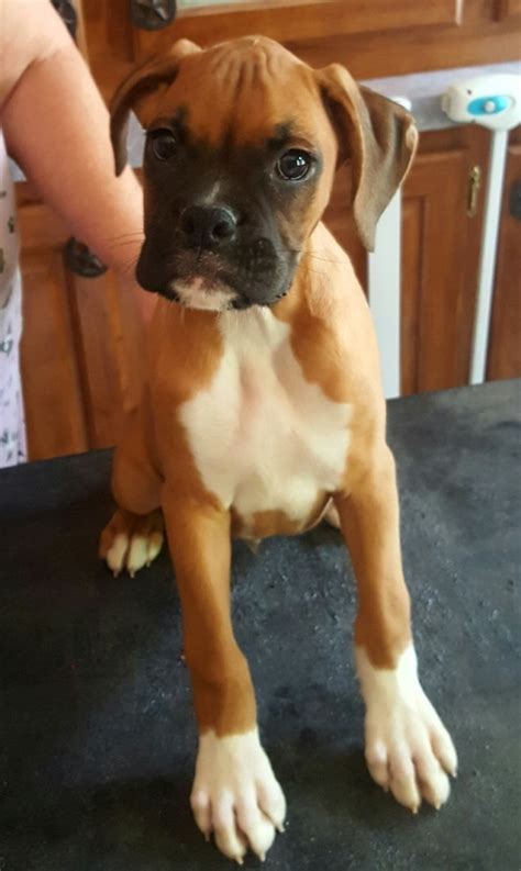 Boxer Puppies For Sale Guernsey Wy 264231 Petzlover
