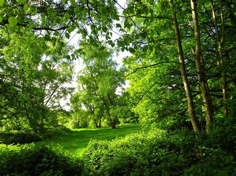 Park Summer London Trees Forest Green Wallpaper Nature And