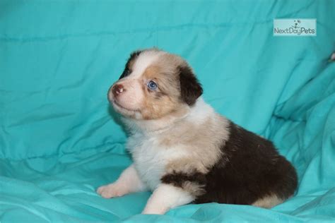 Claire Australian Shepherd Puppy For Sale Near Springfield Missouri