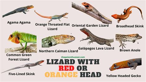 What Lizard With An Orange Or Red Head 10 Kinds With Photos