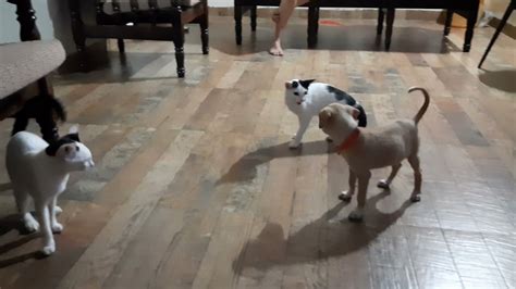 Cat Attacks Dog Kitten Attacks Pup Canine And Feline Friendships Can