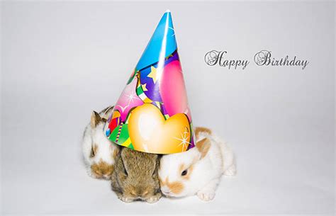 Birthday Rabbit Stock Photos Pictures And Royalty Free Images Istock