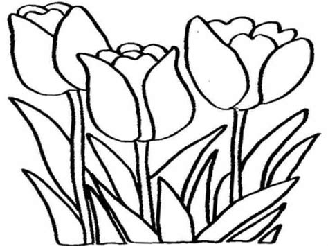 10+ Gambar Bunga Tulip Cantik dari Seluruh Dunia