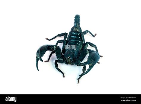 A Large Black Scorpion On A White Background Stock Photo Alamy