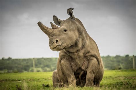 The Last Northern White Rhino On The Savannah Animals Beautiful