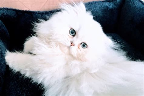 White Fluffy Cat Names Cat Meme Stock Pictures And Photos