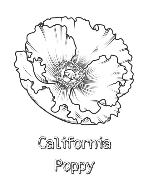 Golden Poppy Coloring Page
