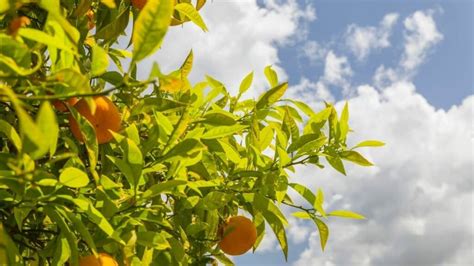 7 Best Citrus Tree Fertilizers A Buyers Guide 2023