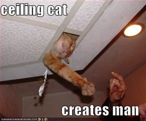 Ceiling Cat Creates Man Lolcat Meme Cats Basement Cat Image Cat