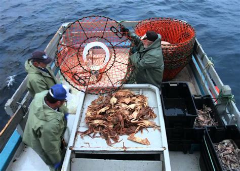 Msc Delivers A Pinch To Canadas Snow Crab Fishery National Fisherman