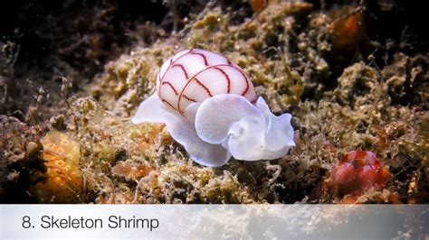Hewan Langka 9 Hewan Laut Terunik Di Dunia Dengan Warna Dan Bentuk