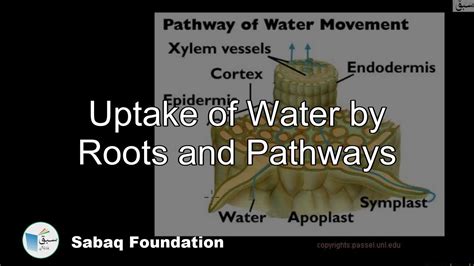 Uptake Of Water By Roots And Pathways Biology Lecture Sabaqpk Youtube