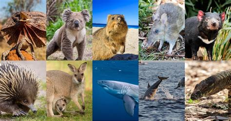 Top 100 Famous Animals In Australia
