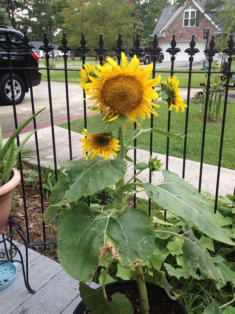 My Beautiful Sunflower Never Seen One That Has Multiple Blooms On The