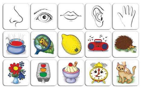 Sentidos Senses Preschool Preschool Activities Five Senses Preschool