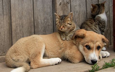 Fond Décran à Télécharger Gratuitement Un Chien Avec Deux Chats à Lextérieur Près Dune