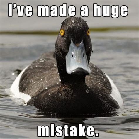 Totally Adorable Duck Memes You Won T Be Able To Resist Sayingimages Com
