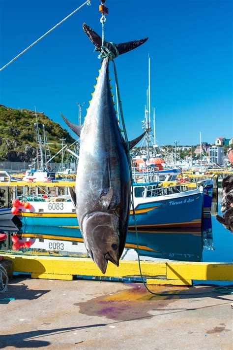 World Record For Biggest Atlantic Bluefin Tuna American Oceans