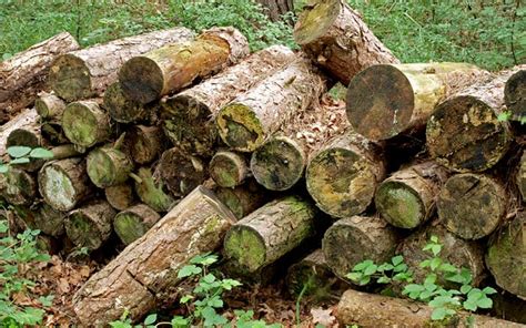 Wildlife Garden How To Build A Log Pile To Attract Insects