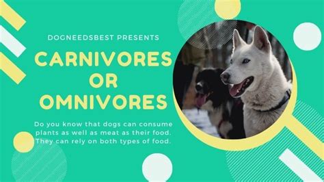 Are Dogs Carnivores Or Omnivores Mythbuster Dogneedsbest