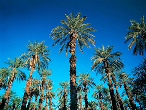 Palm Tree Date Palm Desert Palm Background Free Best Pictures