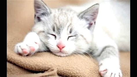 30 Koleksi Gambar Kucing Yang Lucu Dan Cantik Terbaru Sobambyar
