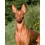 Pharaoh Hound Breed Guide  Learn About The