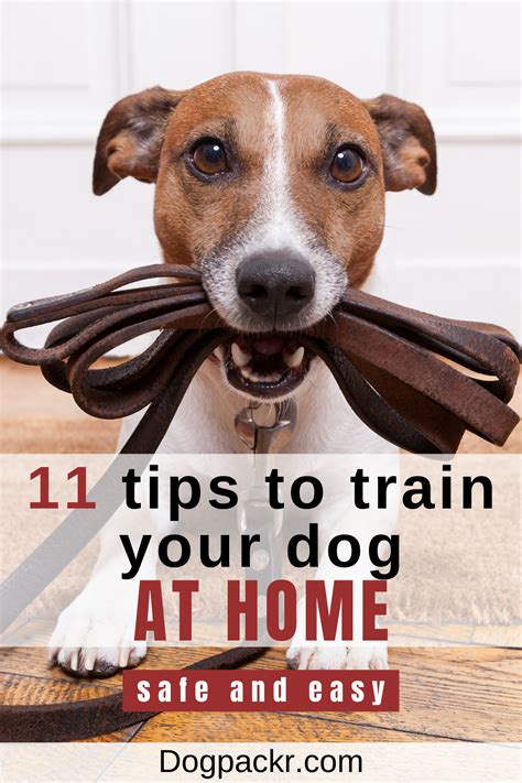 11 Tips To Successfully Train A Dog At Home Dogpackr