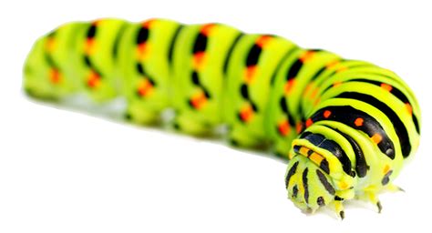 Caterpillar Png Transparent Image Download Size 864x467px