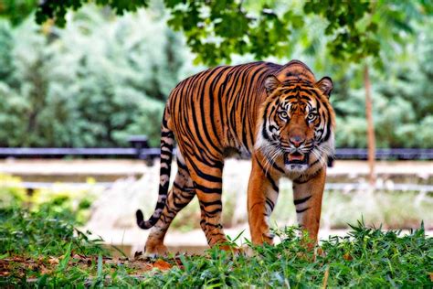 Awesome native animals you can see in indonesia. 8 Unique Animals Native to the Wildlife in Indonesia ...