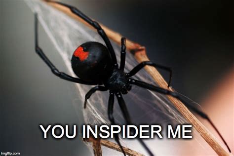 Black Widow Spider Memes