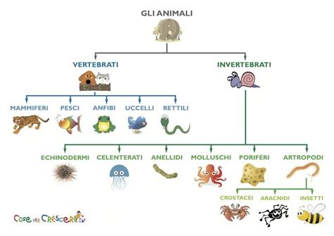 Gli Animali Scuola Primaria Classe Terza - rangerblack
