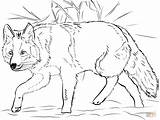 Coloring Coyote Pages Printable Crouching sketch template