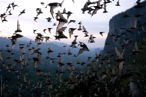 Bats Flying Out Of Cave