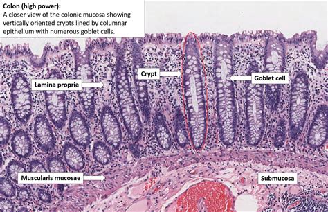 Colon Normal Histology Nus Pathweb Nus Pathweb