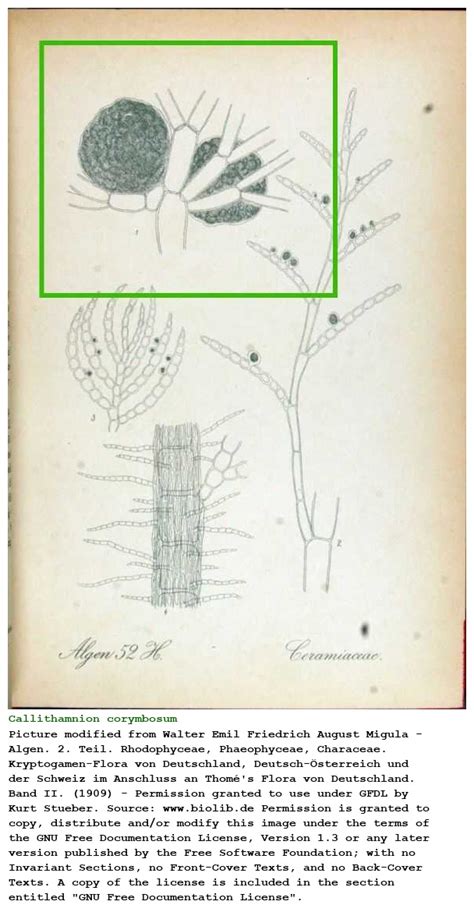 callithamnion corymbosum plantae biology [53897]