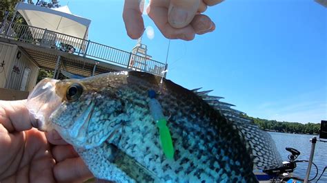 Best Color Tadpole Crappie Bait Summer Crappie Fishing Youtube
