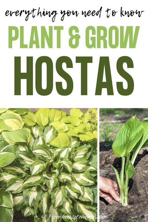 Hosta Care The Ultimate Guide To Planting And Growing Plaintain Lilies