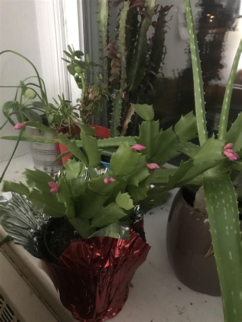 Lift your spirits with funny jokes, trending memes, entertaining gifs, inspiring stories, viral videos, and so much more. Can anybody help with my Christmas cactus ? Some of the ...
