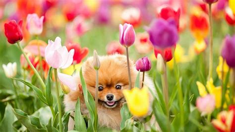 Cute Spring Animals Wallpapers Wallpaper Cave