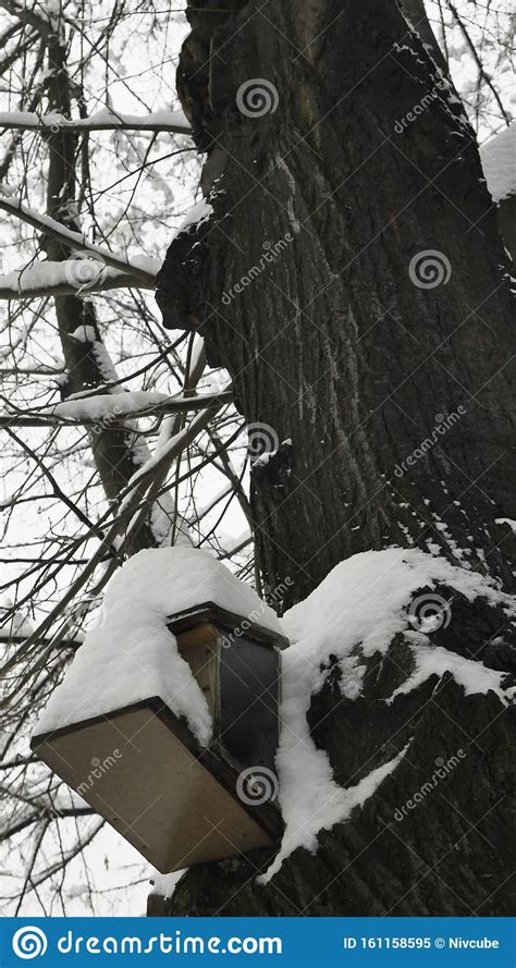 A Wooden Bird House Covered With Snow On A Tree During