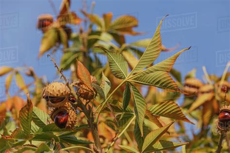 Ripened Conkers On Horse Chestnut Tree In Autumn Edmonton Alberta