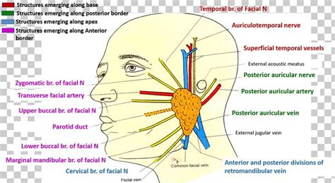 Organ Parotid Gland Posterior Auricular Nerve Facial Nerve Png Clipart