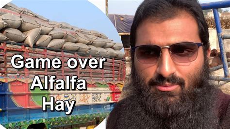 Why Alfalfa Hay In Winter End Alfalfa Hay In Pakistan Youtube