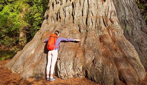 Biggest Tree In The World World S Tallest Tree Is Higher Than Big Ben Earthly Mission It