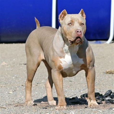 Piebald es el patrón que muestra manchas definidas de cualquier otro color en los american bully. Pin on what I want to be!!!
